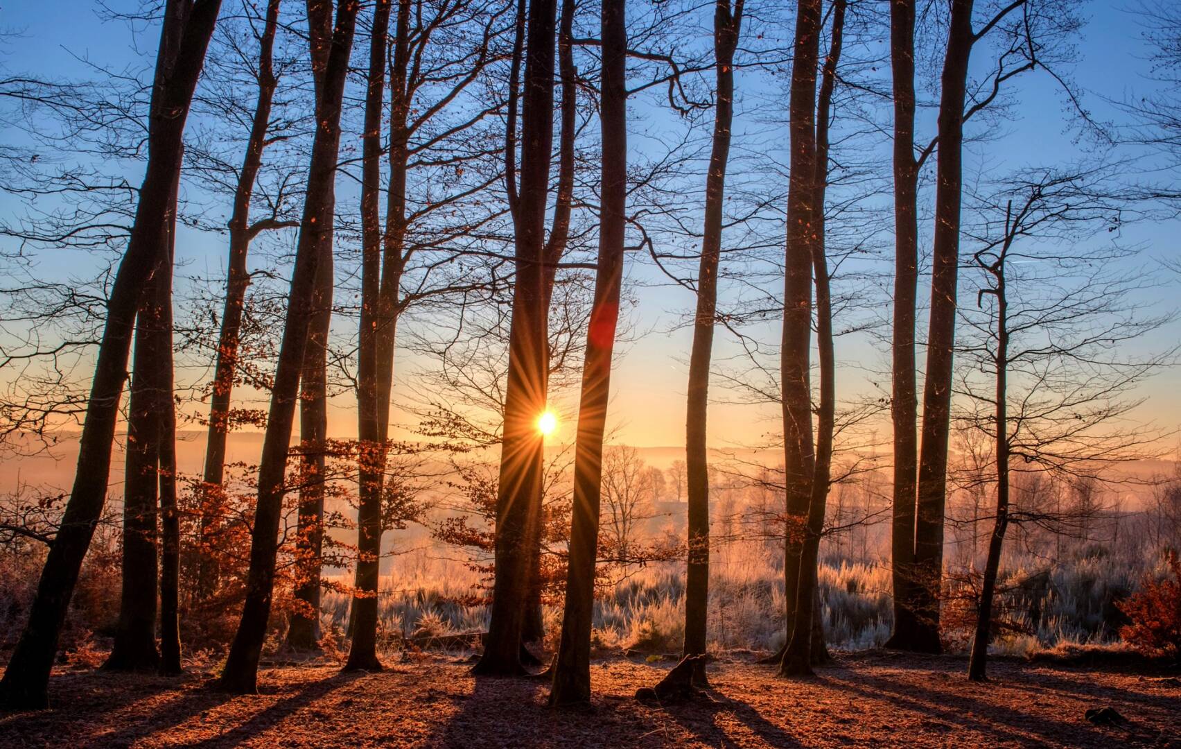 forest-1950402_1920